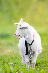 goat on grass..