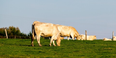 groupe of charolais cows in pasture