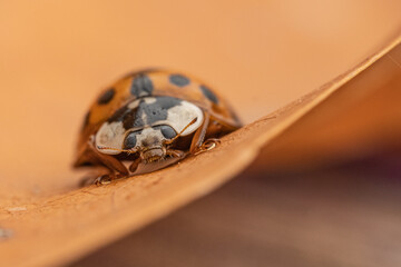 ladybug on a leaf