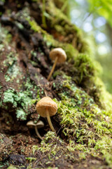 mushroom mycelia in the trunk of a tree