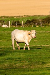 portrait of charolais cow in pasture