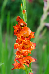 gladioli in bloom close up