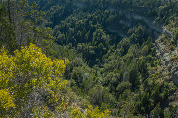 view of the trees in a forest in Patagonia Argentina