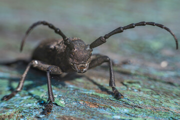 black bug on a wood