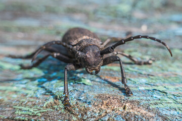 beetle on wood macro