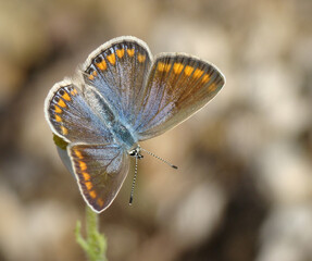 Common Blue (Polyommatus icarus)