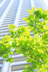 汐留シオサイト　新緑と高層マンション