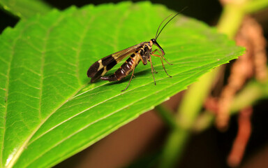 An Insect (Panorpa Japonica) on The Leaves