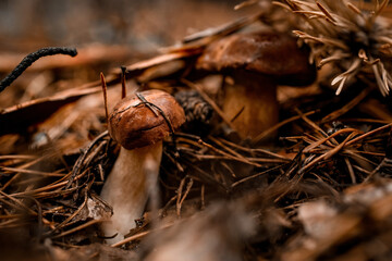 Beautiful edible mushrooms hidden in pine needles in the autumn forest.