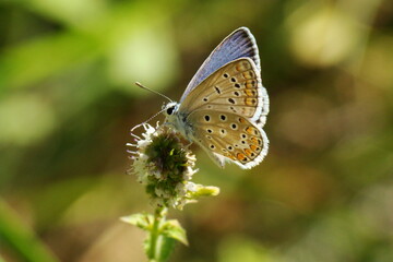 Common Blue (Polyommatus icarus)