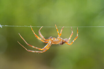 spider on the web