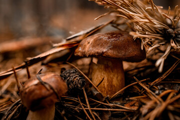 Beautiful tasty edible mushrooms hidden in pine needles in the autumn forest.