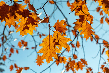 Fototapeta na wymiar scenic leaves in indian summer colors under blue sky in Wiesbaden in the Nero valley