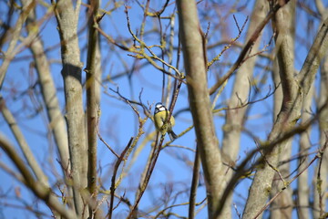 Blue tit in branches against blue sky