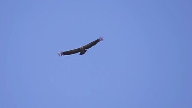 The Griffon Vulture (Gyps fulvus) soaring in the blue sky. Super slow motion 1000 fps.
