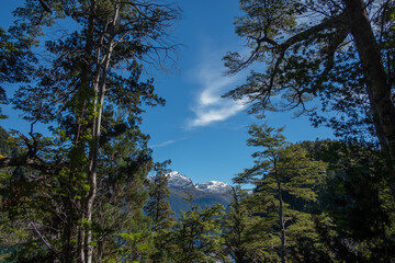 snowy mountain surrounded by forest
