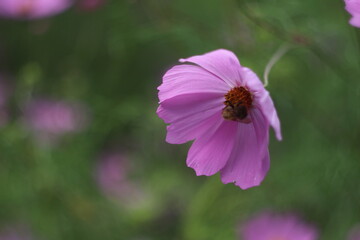 A pink flower on a plant