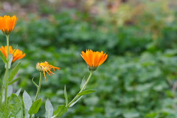 Summer background with marigold flowers in sunlight.