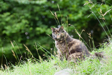 Chatte assise