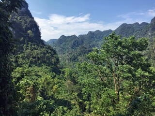 Fototapeta na wymiar Vietnamese Jungle. (Phong Nha National Park)