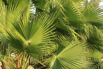 exotic palms at summer tropical resort hotel