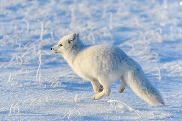 White arctic fox (Vulpes Lagopus) running in Arctic tundra. Snow Fox. © Alexey Seafarer