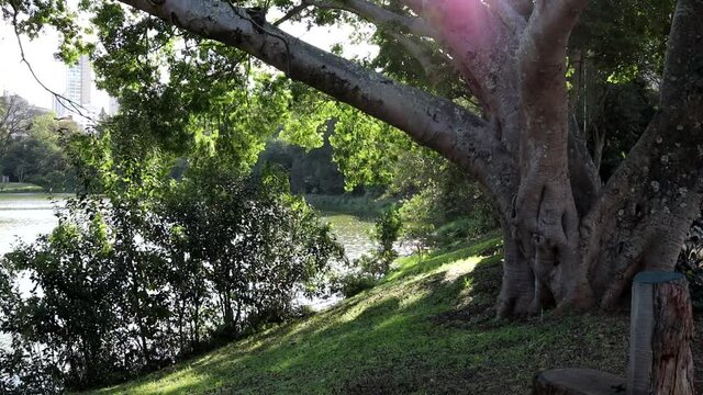 Imagem do parque da Aclimação em São Paulo.  Árvore, sua sombra e o brilho do Sol no lago. 