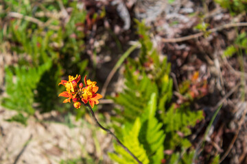 Flor da  Praia do Santinho,  Florianópolis, praia tropical, Santa Catarina, Brasil, florianopolis