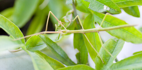 Obraz premium Phasme