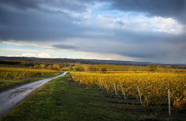 Fototapeta na wymiar autumn vineyards in Burgenland