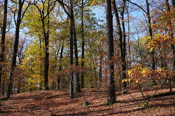 Fototapeta premium Sonnige herbstliche Waldlandschaft in Berlin