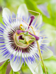 Phasme sur une fleur de la passion