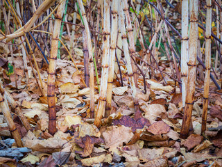 Autumn foliage of plants in Brugenland