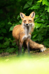 red fox in the forest