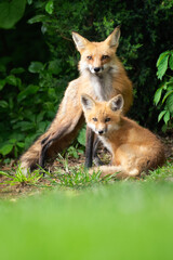 Naklejka na ściany i meble fox with cub in the wild
