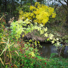 colorful foliage on a small river in Burgenland
