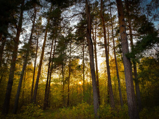 Fototapeta premium sun rays in the forest