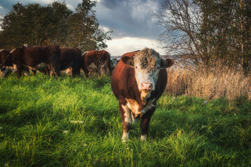 A young bull in a meadow poses on the camera. Portrait of the bull