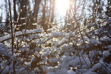 Snow-covered tree branches against the sun