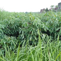 green grass in the cassava garden