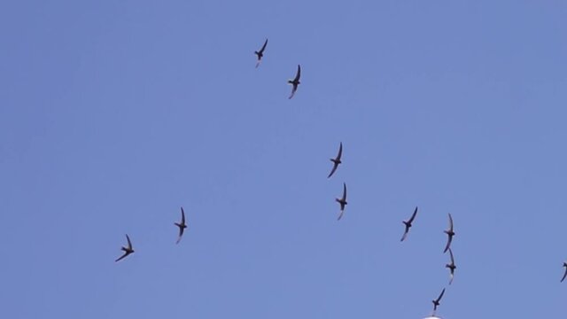 Rapid flight the Common swift (martlet, Apus apus) in detail, A flock of urban birds during mating interaction in flight. Super slow motion 1000 fps.

