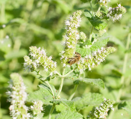 Abeille sur menthe