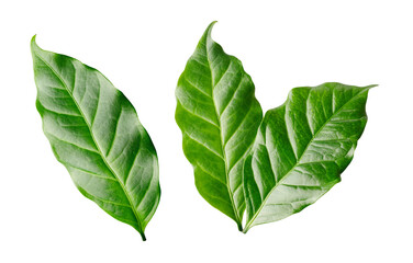 Green Arabica coffee leaves isolated on white background