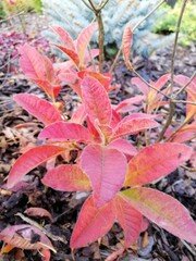red fleecy Azalea leaves on a mulched bed on the background of green and blue conifers in the garden