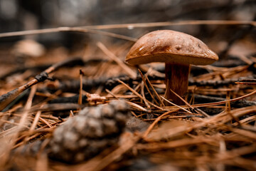 beautiful brown mushroom growing in the forest and pine cone lies nearby