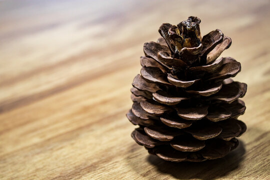 One pine cone on the wooden table.