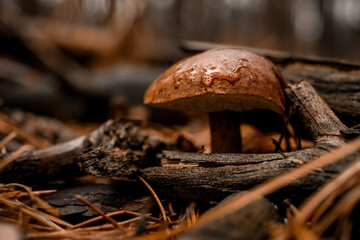 beautiful brown mushroom with water droplets on it grows in the autumn forest.