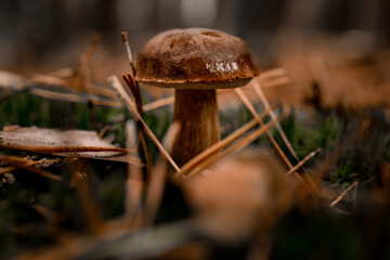 autumn brown mushroom grows in the forest in pine needles and green moss