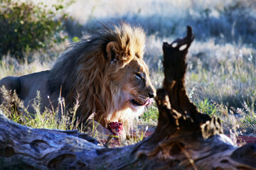 Fototapeta na wymiar Männlicher Löwe beim Fressen