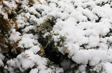 shrubs in the snow, white background